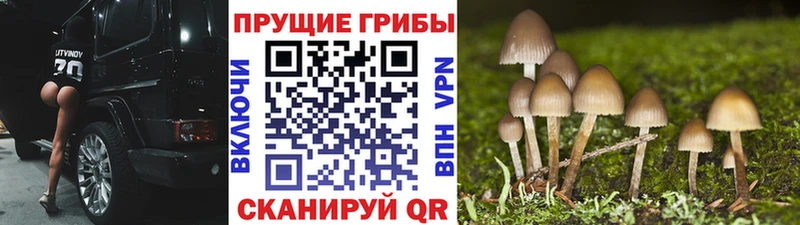 Псилоцибиновые грибы Psilocybine cubensis  Красный Сулин 